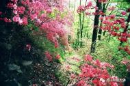 河南旅游市场运营：错峰游尧山，踏着青春的旋律来相会（有福利）