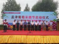 葡萄熟了，孟津葡萄采摘节今日盛大开幕